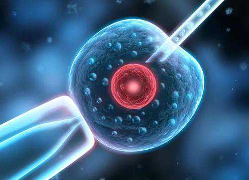 胚胎_卵子质量低做三代试管的成功率不高？
