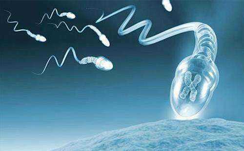 「体外受精」三种方法来提高体外受精胚胎的质量