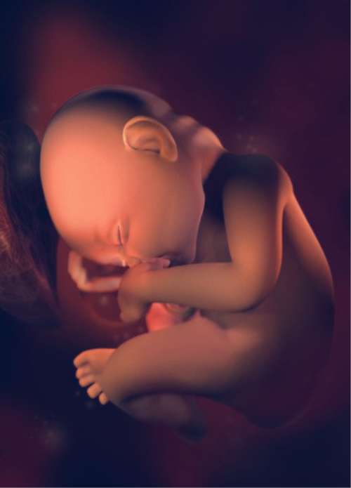十张图带你看看，孕晚期时，宝宝在妈妈肚子里是怎样发育的