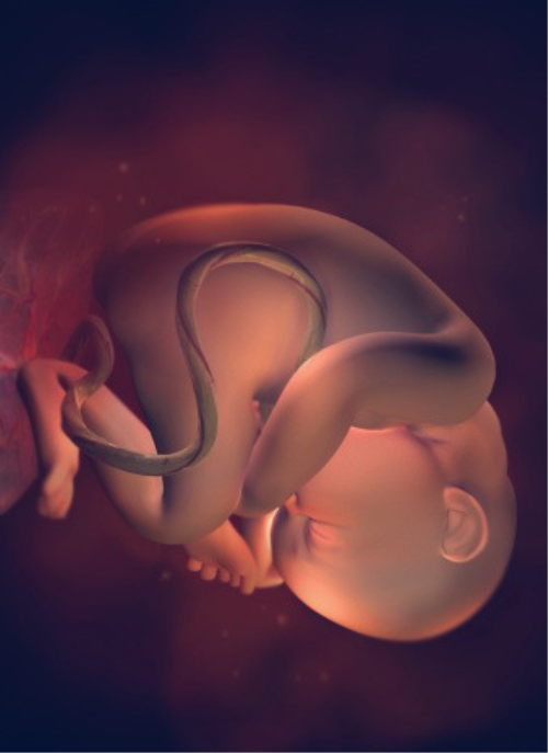 十张图带你看看，孕晚期时，宝宝在妈妈肚子里是怎样发育的