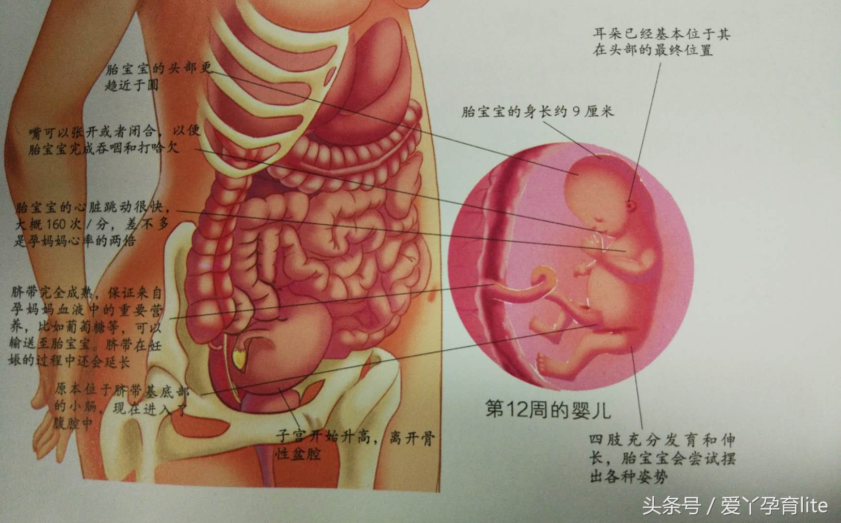 55岁供卵试管成功_30岁以上高龄孕妈十月怀胎重点关注